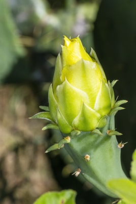 Prickly Pear Cactus May 2025